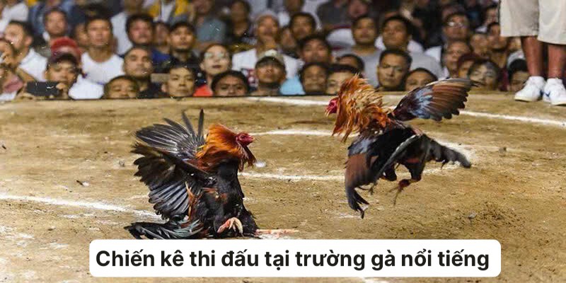 Nhiều trận đấu được diễn ra tại trường gà nổi tiếng