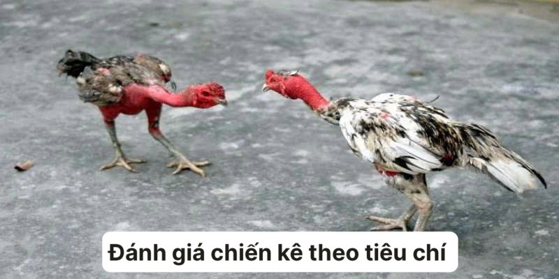 Đánh giá chiến kê dựa vào nhiều tiêu chí